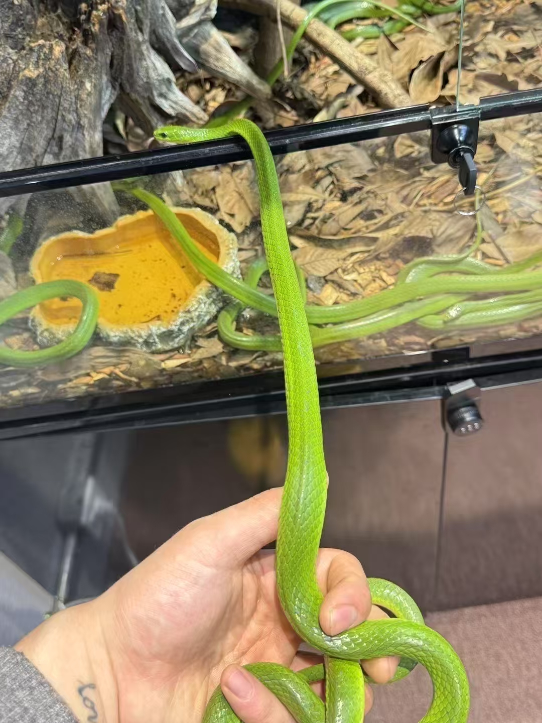 翠青压成成体